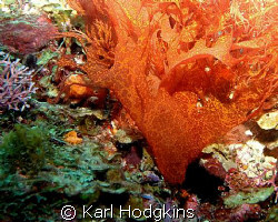 Can Seaweed be colourful by Karl Hodgkins 